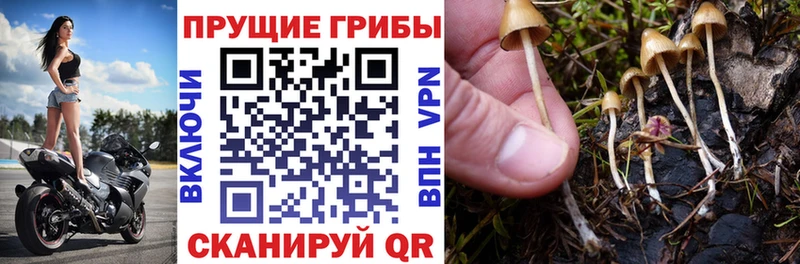 Купить где  Гусиноозёрск  Галлюциногенные грибы мицелий 